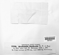 Image of Cheilymenia fimicola
